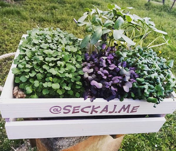 crate for micro herbs